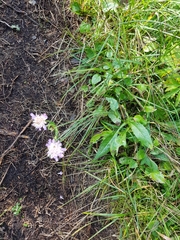 Knautia dipsacifolia