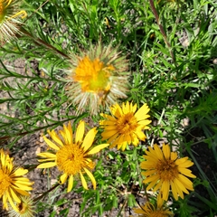 Berkheya insignis