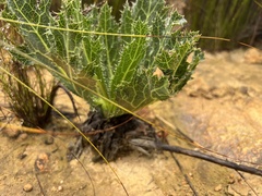 Lichtensteinia lacera