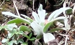 Pseudognaphalium adnatum