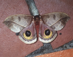 Automeris incarnata