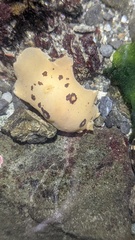 Diaulula sandiegensis