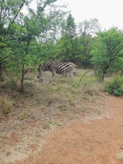 Equus quagga chapmani