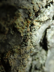 Chaenotheca ferruginea