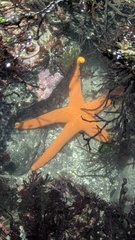 Henricia
