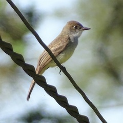 Myiarchus swainsoni