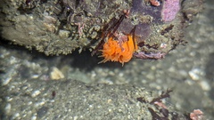 Balanophyllia elegans