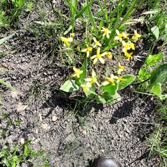 Senecio bupleuroides