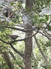 Chalcomitra amethystina