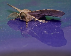 Hyposidra incomptaria