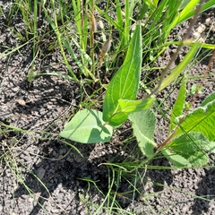 Senecio bupleuroides