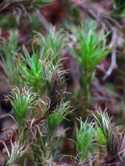 Polytrichum commune