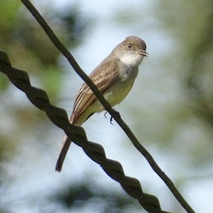 Myiarchus swainsoni