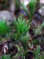 Polytrichum commune