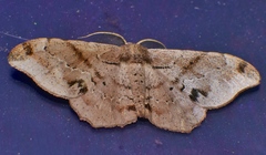 Hyposidra incomptaria