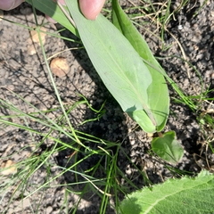 Senecio bupleuroides