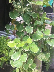 Polyscias guilfoylei