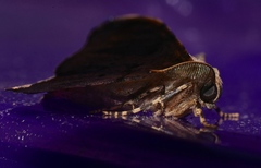 Hyposidra incomptaria