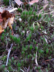 Polytrichum commune