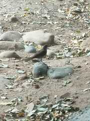 Turdus ignobilis