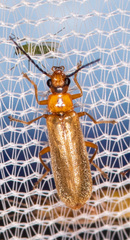 Rhagonycha triangulifera