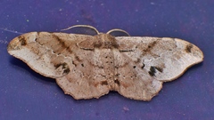 Hyposidra incomptaria