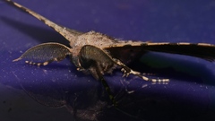 Hyposidra incomptaria