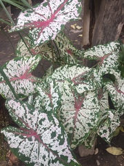 Caladium bicolor