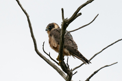 Falco longipennis