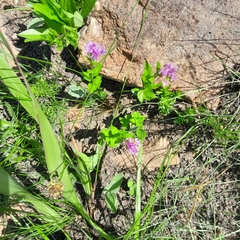 Pseudopegolettia tenella