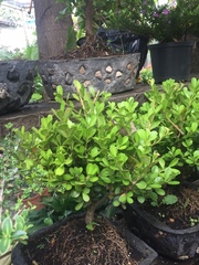 Buxus microphylla