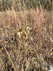 Asclepias tuberosa