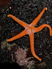 Henricia