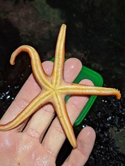 Henricia