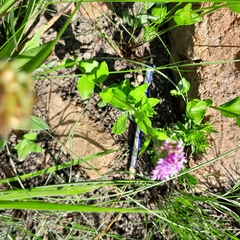Pseudopegolettia tenella