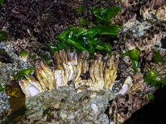 Semibalanus cariosus