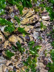 Semibalanus cariosus