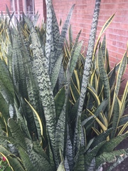 Sansevieria