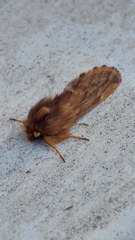 Ptilophora plumigera