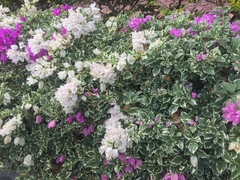 Bougainvillea glabra