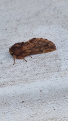 Ptilophora plumigera