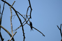 Psalidoprocne pristoptera