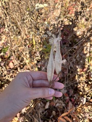 Asclepias tuberosa