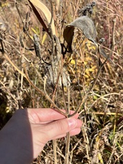 Asclepias tuberosa