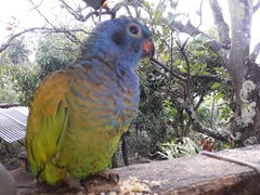 Pionus menstruus