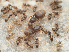 Lasius americanus
