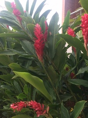 Alpinia purpurata