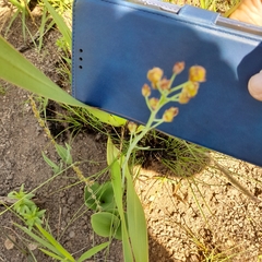 Eriospermum mackenii