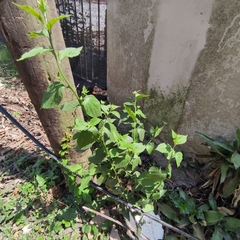Varronia dichotoma