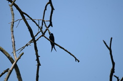 Psalidoprocne pristoptera